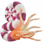 Animal Figures  - Pravitoceras